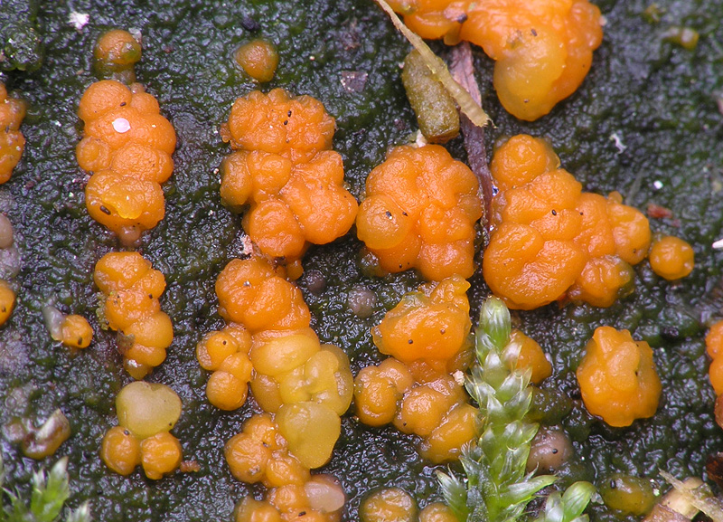 Dacrymyces stillatus